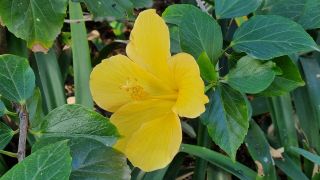 2024-01-GranCan-Jardin_de_la_Marquesa-033.jpg